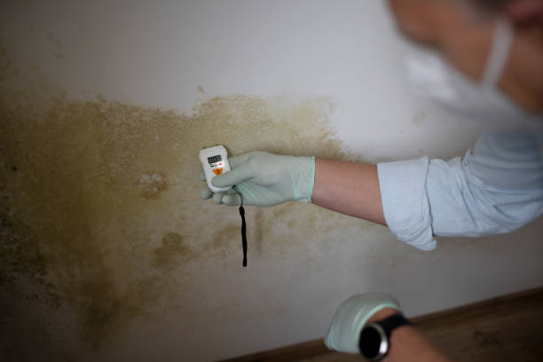 Best Attic Mold Removal  in Grenelefe, FL