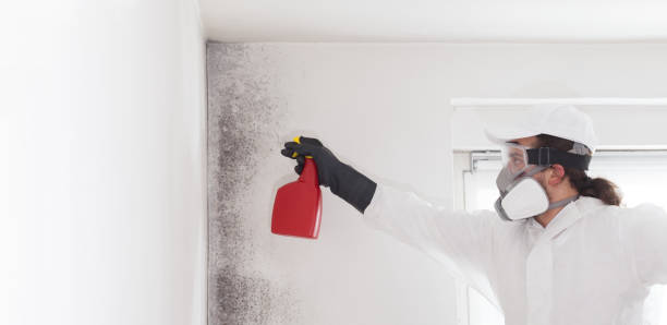 Best Commercial Mold Removal  in Grenelefe, FL