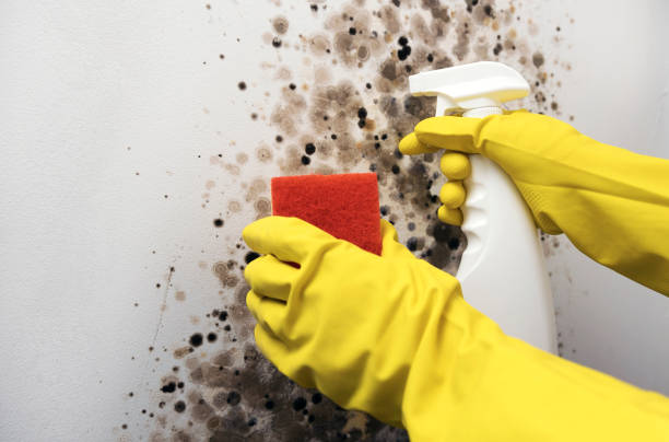 Home Mold Removal in Grenelefe, FL