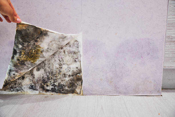 Best Office Mold Removal Services  in Grenelefe, FL